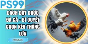 Cách Đặt Cược Đá Gà