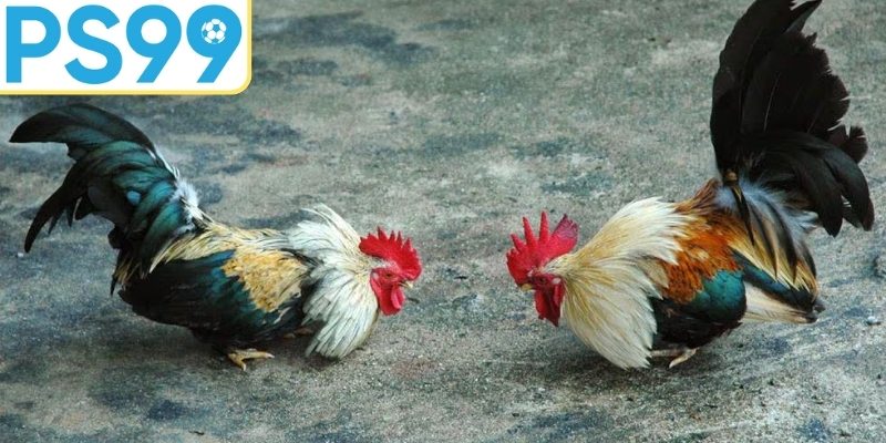 Chiến thuật đặt cược hiệu quả dành cho thành viên