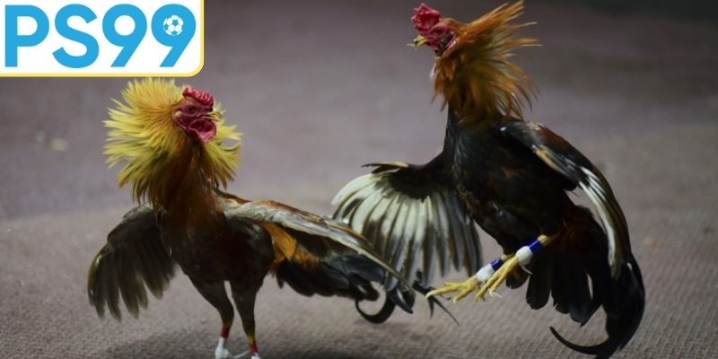 Hướng dẫn cách đặt cược đá gà dành cho người mới