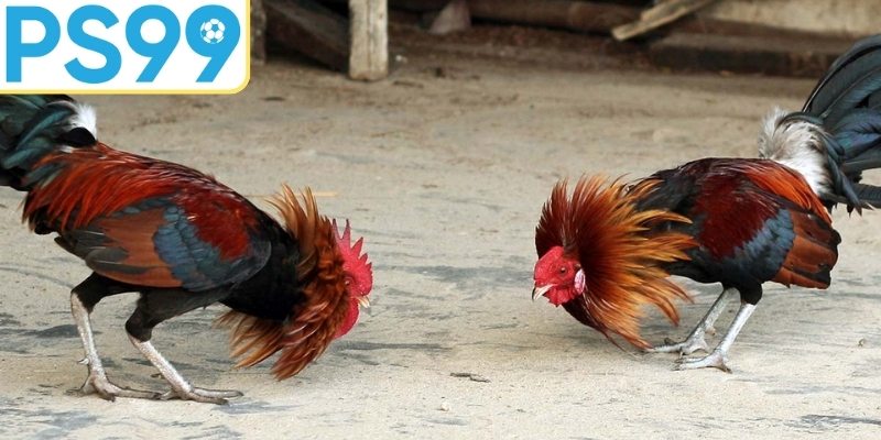 Bỏ qua việc nghiên cứu đối thủ kỹ