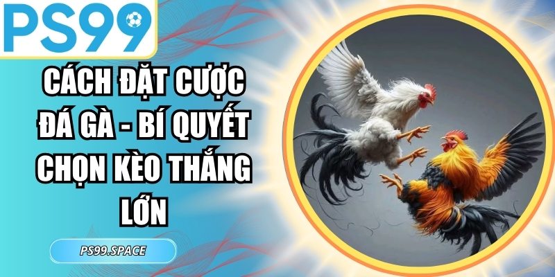 Cách Đặt Cược Đá Gà