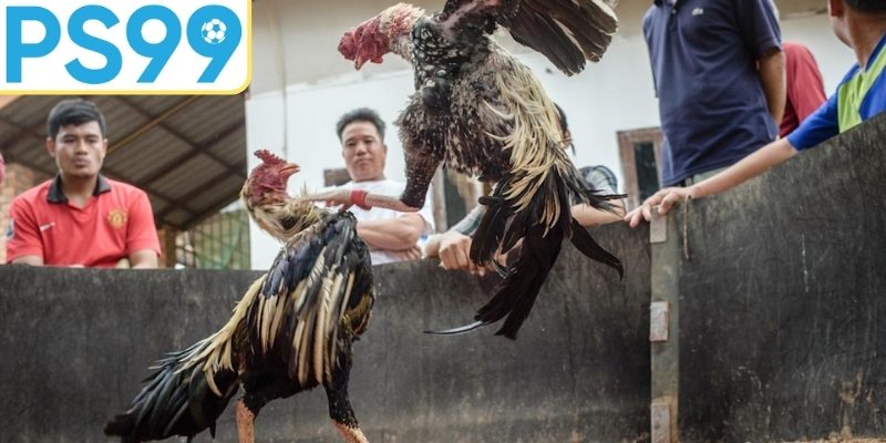 Luật chơi tổ chức trận đấu chuyên nghiệp