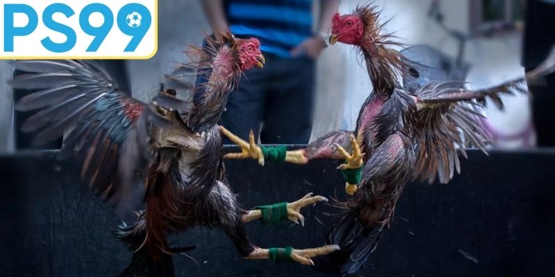 Quản lý vốn cược hiệu quả