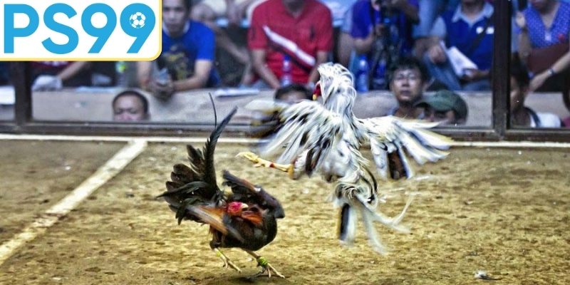 Tổng quan đá gà Thái Lan và lịch sử hình thành