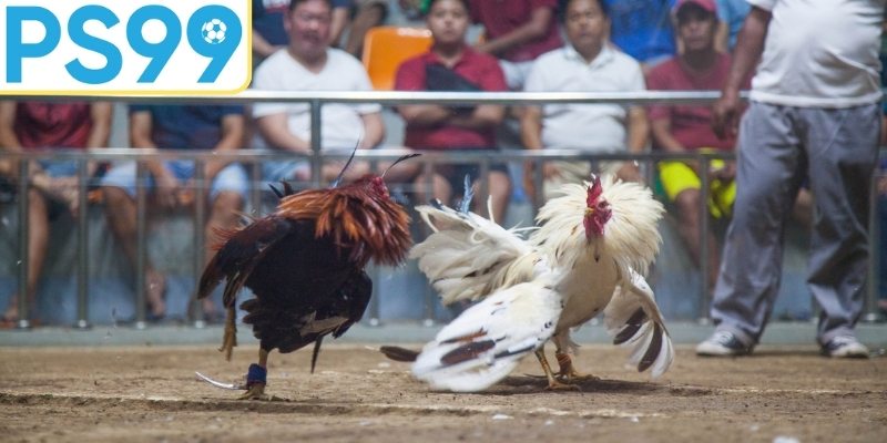 Bí quyết chọn chiến kê chất lượng cao nhất