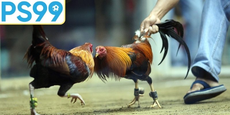 Quản lý vốn cược thông minh