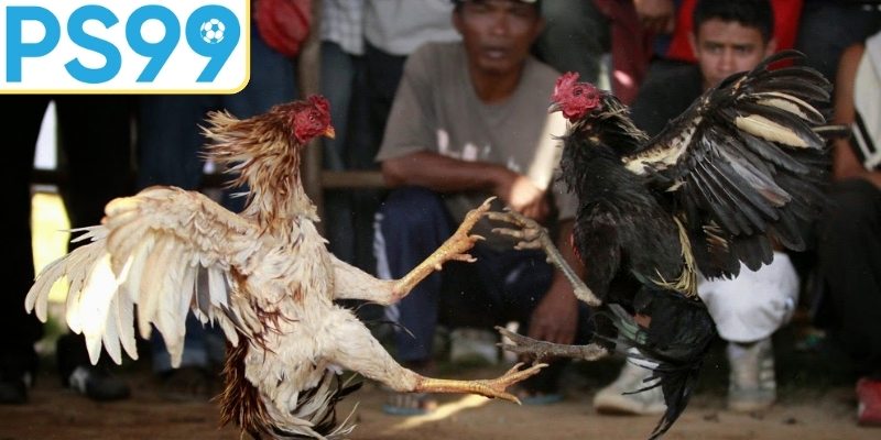 Hướng dẫn tham gia cược gà chi tiết