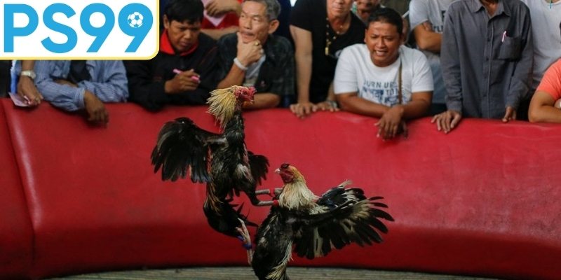 Theo dõi lịch sử đối đầu