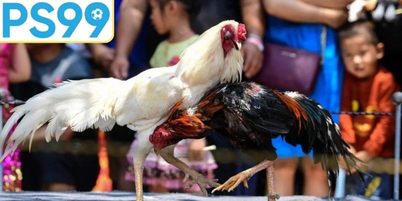 Tổng quan đá gà trực tiếp CF68 cho người mới