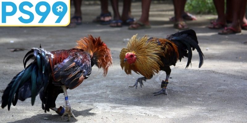 Hình thức cược đa dạng hấp dẫn cho thành viên