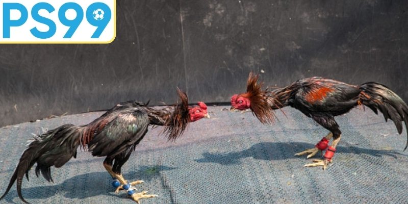 Biết dừng đúng lúc