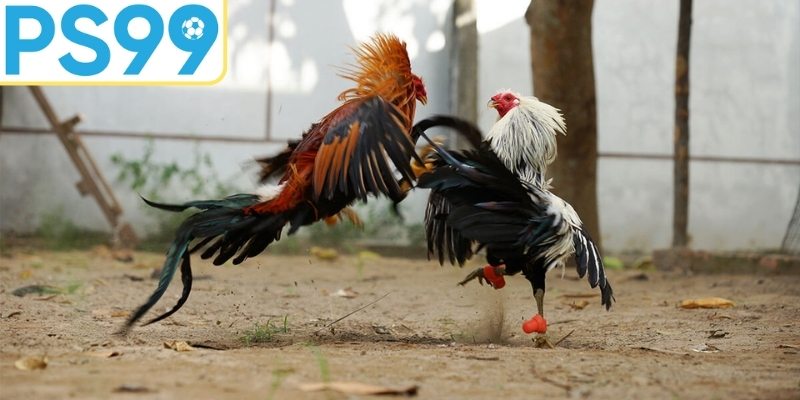 Phương pháp phân tích kèo chuyên nghiệp