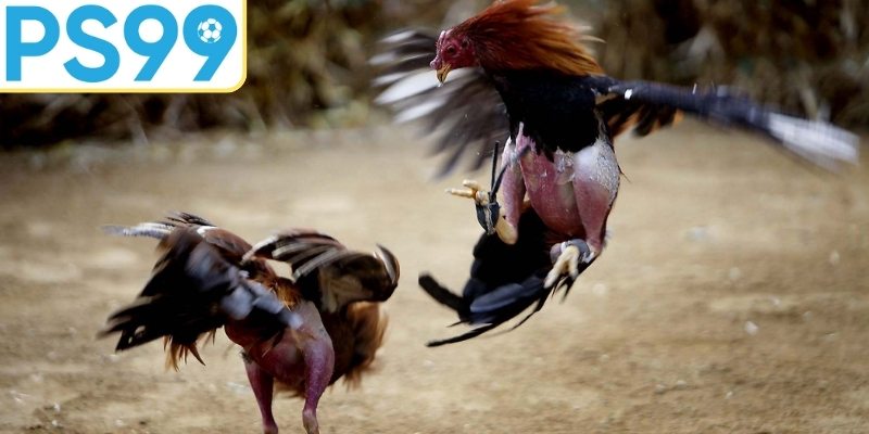 Tổng quan tỷ lệ kèo đá gà cạnh tranh